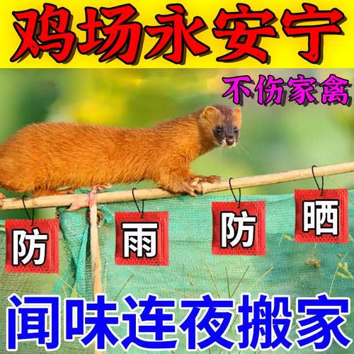 今天叫一位大年夜姐特意来放鹅据说驱赶黄鼠狼很有效你们... 智能家居 今天叫一位大年夜姐特意来放鹅据说驱赶黄鼠狼很有效你们... 今天叫一位大年夜姐特意来放鹅据说驱赶黄鼠狼很有效你们... 智能家居
