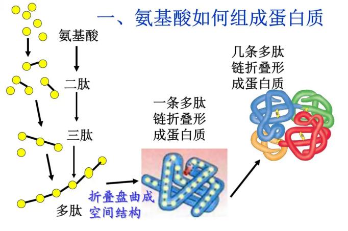 肽键的性质和肽的功能 智能科技 肽键的性质和肽的功能 肽键的性质和肽的功能 智能科技