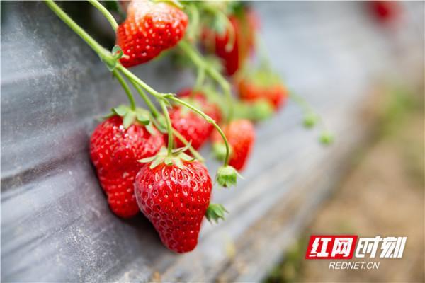 郴州北湖:线上团购 幸福“莓”好 互联通信 郴州北湖:线上团购 幸福“莓”好 郴州北湖:线上团购 幸福“莓”好 互联通信