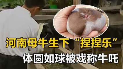 河南母牛生下“捏捏乐”体圆如球被戏称“牛吒”到底是什么? 智能家居 河南母牛生下“捏捏乐”体圆如球被戏称“牛吒”到底是什么? 河南母牛生下“捏捏乐”体圆如球被戏称“牛吒”到底是什么? 智能家居