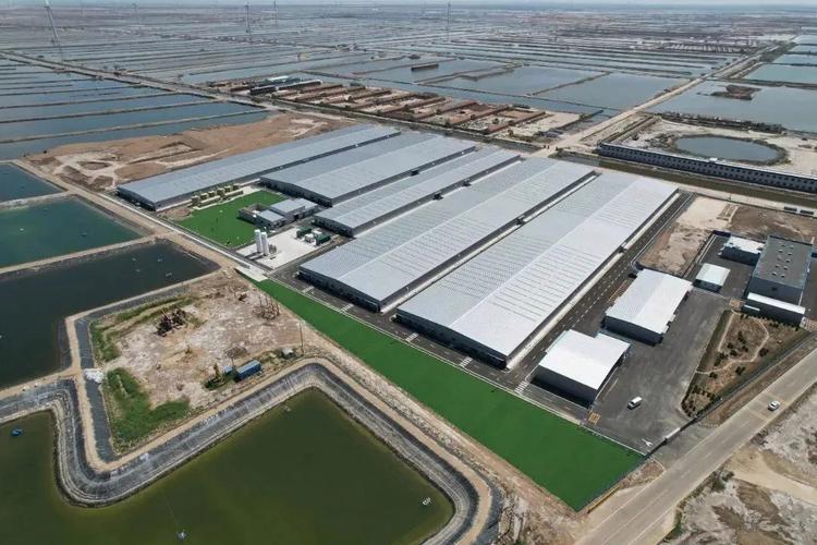 东营一企业成为全国首家BAP和NSF“双认证”对虾养殖企业 东营一企业成为全国首家BAP和NSF“双认证”对虾养殖企业 智能科技