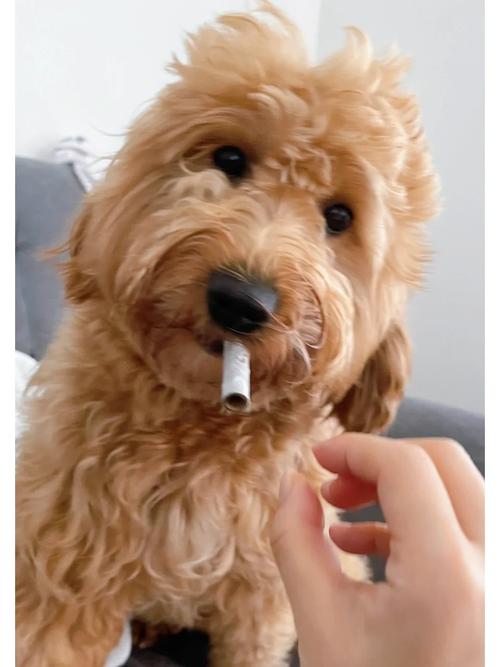 辟谣:电子烟的损害更低?对人不清楚然则对狗狗来说它一样危险 互联通信 辟谣:电子烟的损害更低?对人不清楚然则对狗狗来说它一样危险 辟谣:电子烟的损害更低?对人不清楚然则对狗狗来说它一样危险 互联通信