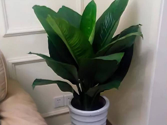 4莳花堪称“植物净化器”养在卧室助睡眠让您夜夜好眠 智能科技 4莳花堪称“植物净化器”养在卧室助睡眠让您夜夜好眠 4莳花堪称“植物净化器”养在卧室助睡眠让您夜夜好眠 智能科技