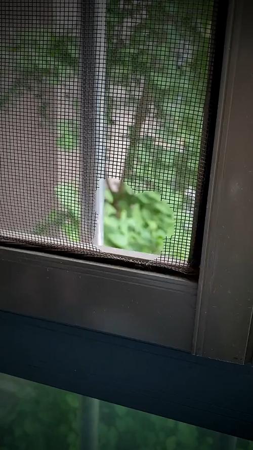 窗纱破了个小洞咋办？一分钟教会你修补窗纱破洞 窗纱破了个小洞咋办？一分钟教会你修补窗纱破洞 人工智能