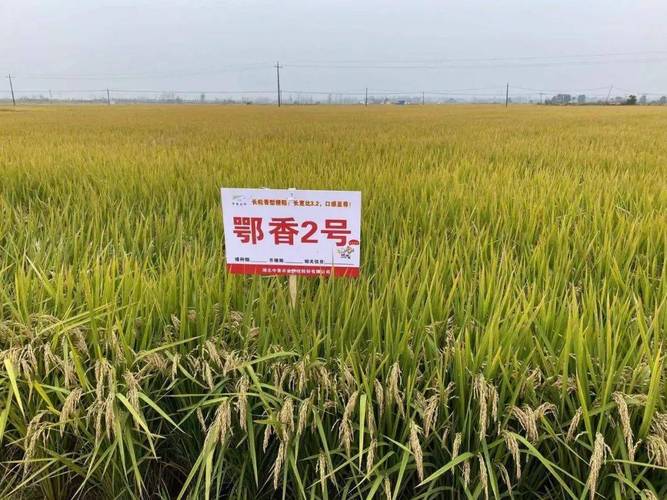应用能源2种子 应用能源2种子 智能家居