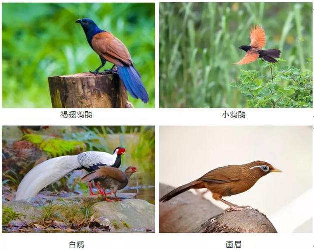 哪些动物有通讯 哪些动物有通讯 智能家居