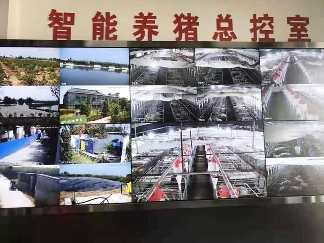 养猪用什么监控 智能家居 养猪用什么监控 养猪用什么监控 智能家居